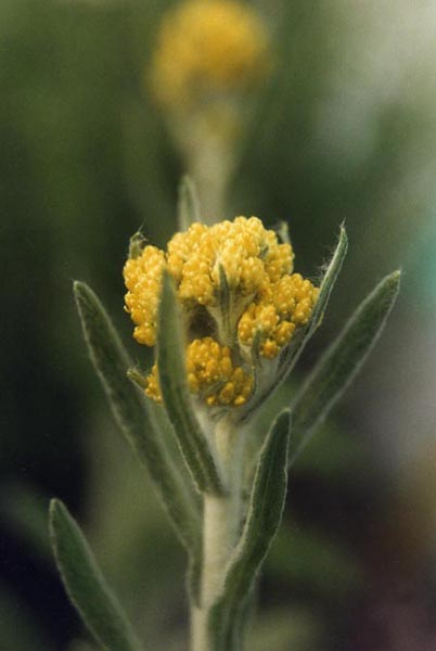 Helichrysum arenarium en fleurs sur une pelouse sèche sableuse en Europe centrale